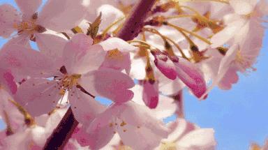 天津春天最美的花园,天津春天去赏花