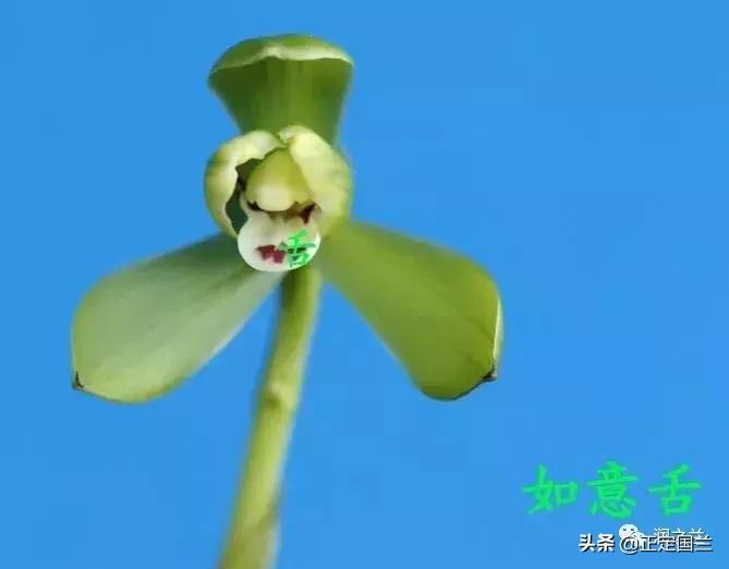 兰花知识大全100种,兰花鉴赏术语100条