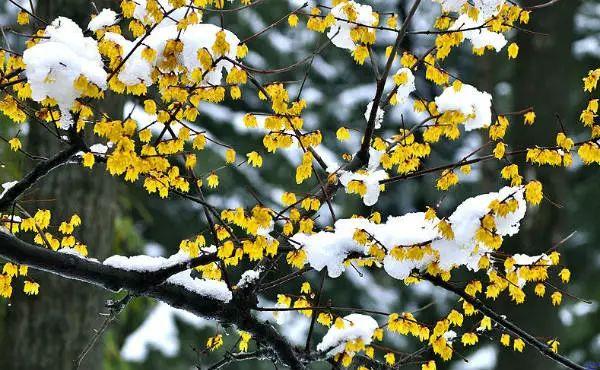 看长沙下雪的景,长沙看雪最佳地方