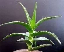 万能芦荟哪种好用,万能的芦荟