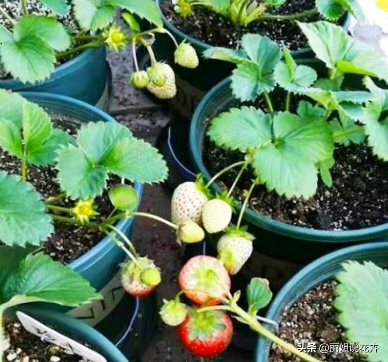 丽姐说花卉教程,丽姐讲草莓种植技术