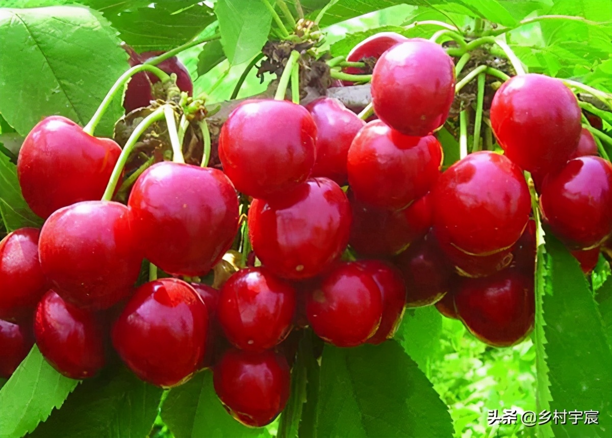 大棚樱桃减产5成，怎么了？6点果农要注意