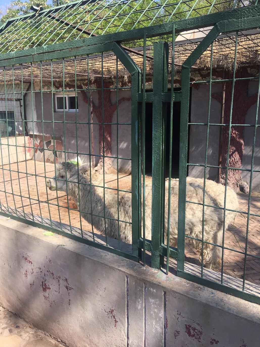 保定动物园视频,保定动物园通知