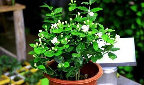 养茉莉花为什么有人用矾肥水,为什么有人爱养兰花