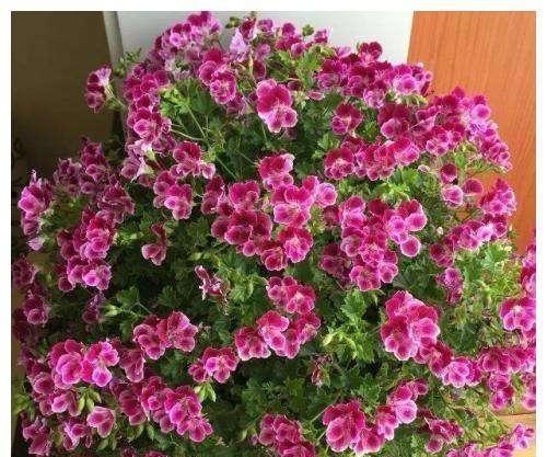 养花烂根快用它泡一泡,黄豆泡水养花的正确方法