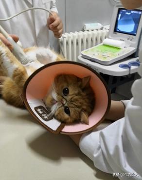 万字长文,分享自己养猫的真实经验,只愿每一只毛孩都能获得善待