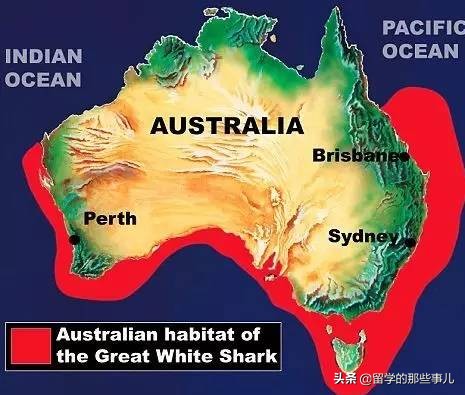 在海里遇到鲨鱼怎么才可以逃生,在海里碰到鲨鱼怎么办