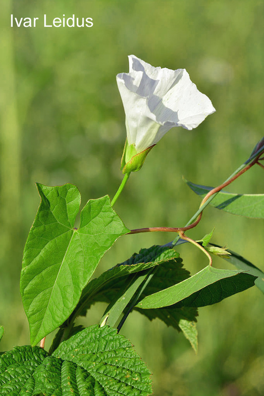 陆龟最喜欢的蔬菜,陆龟爱吃什么