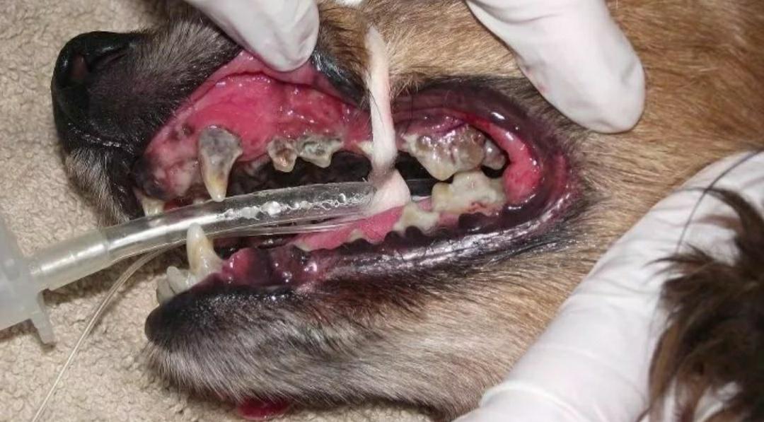 狗狗口炎和口腔癌的区别,狗狗口炎症状图