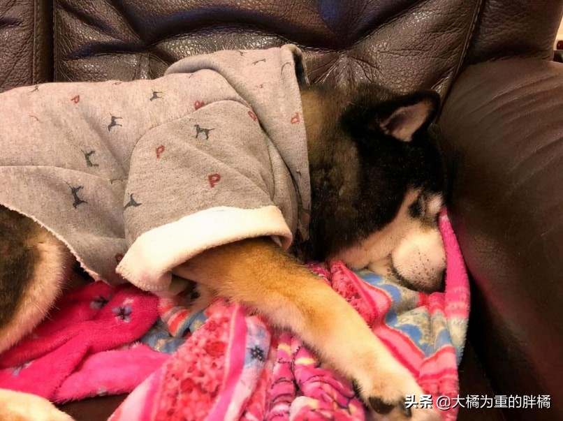 被主人安乐的柴犬,台湾安乐死狗