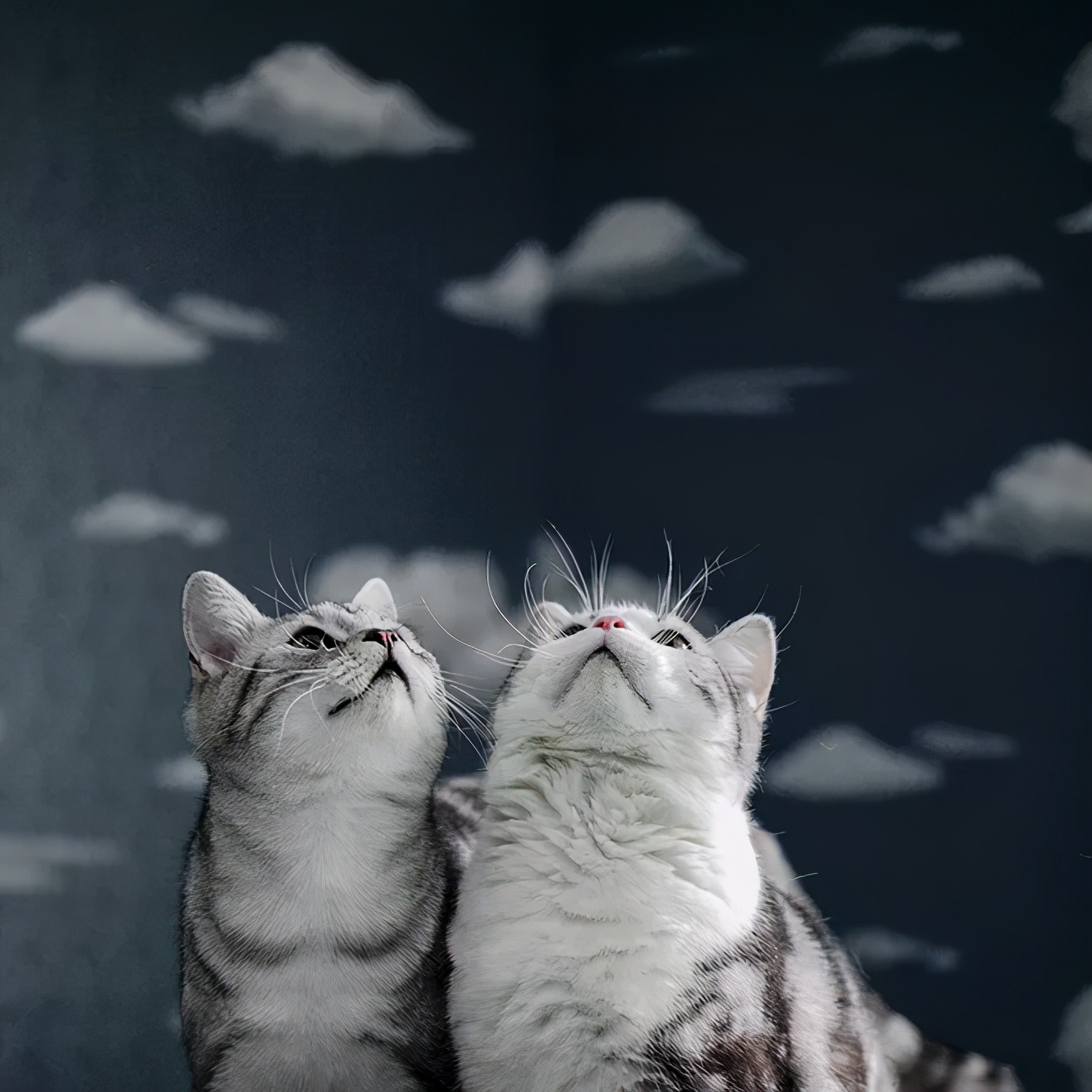 英短怎么养才变得粘人,美短粘人还是英短粘人