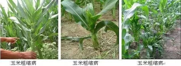 怎么预防玉米苗期病虫害,玉米苗期虫害防治方法