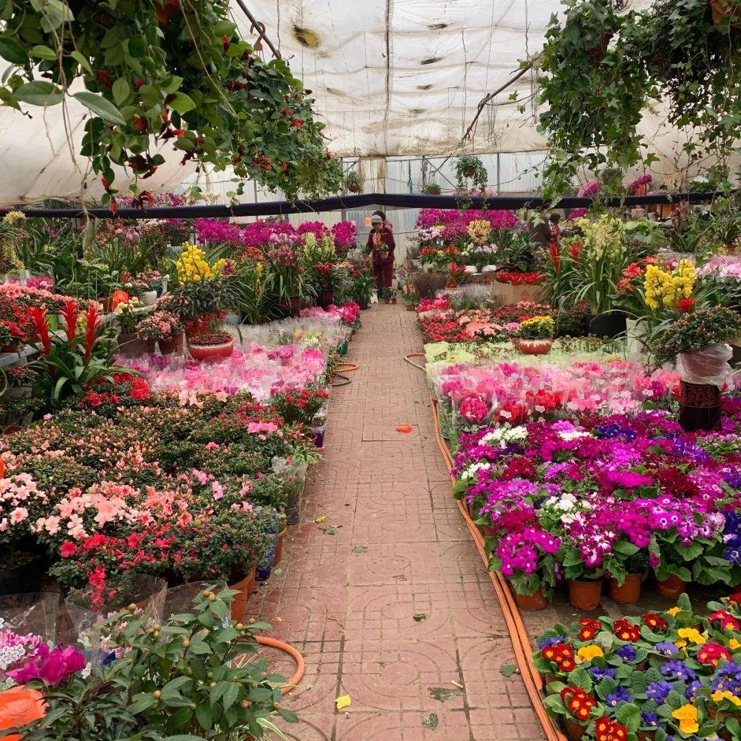 南京十大花鸟批发市场,南京最全的花卉市场