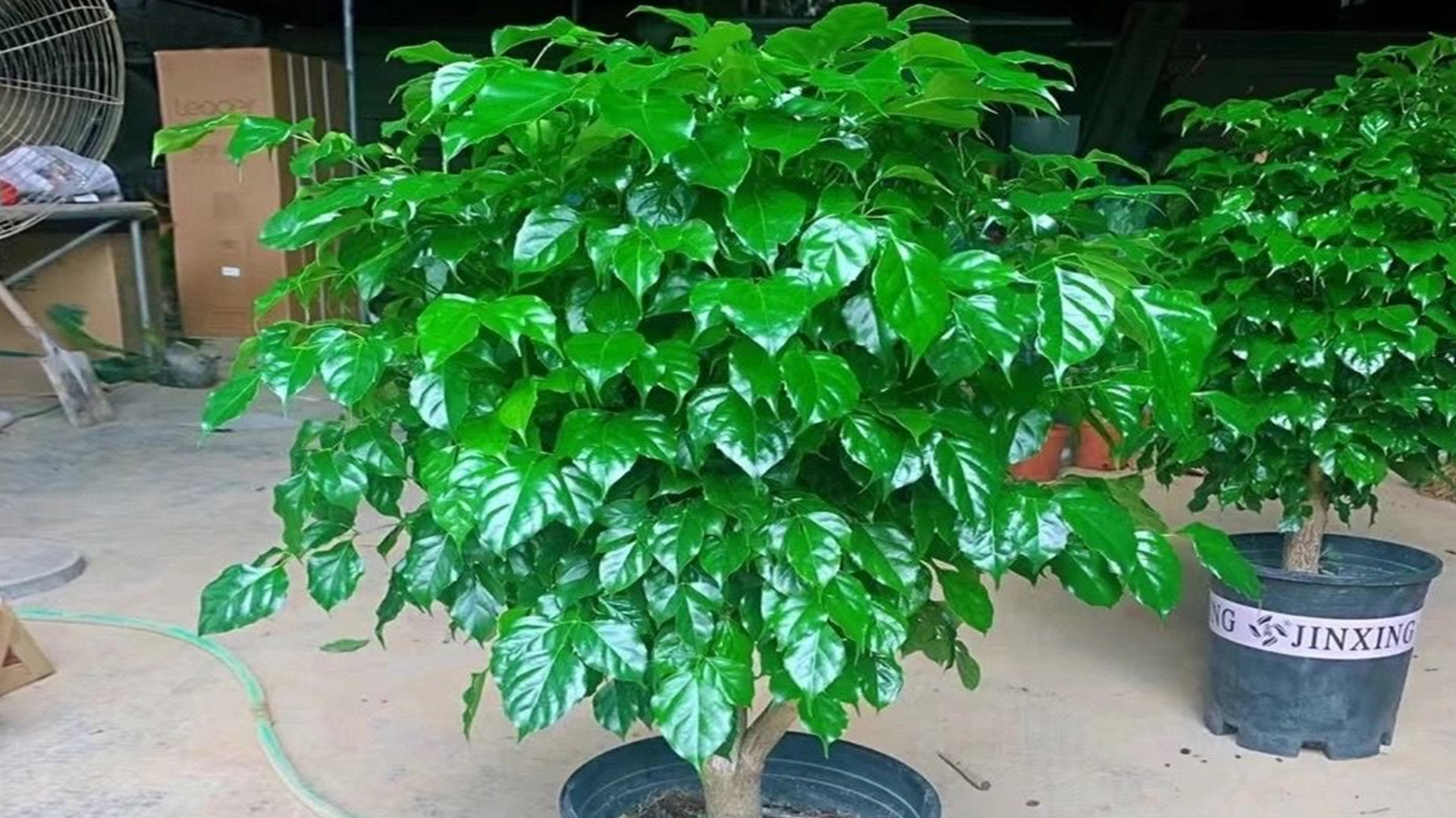 幸福树多久从小苗养成老桩,幸福树怎么从幼苗养到大