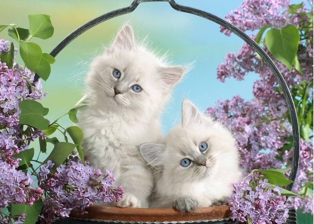 宠物猫真的比田园猫聪明吗,田园猫橘猫聪明还是狸花猫聪明