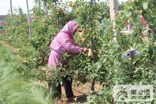 苹果套袋有讲究，进来看看不吃亏！