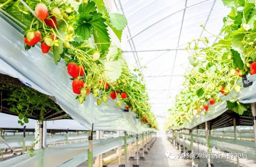 12月份冲绳攻略,想定居日本冲绳怎么样