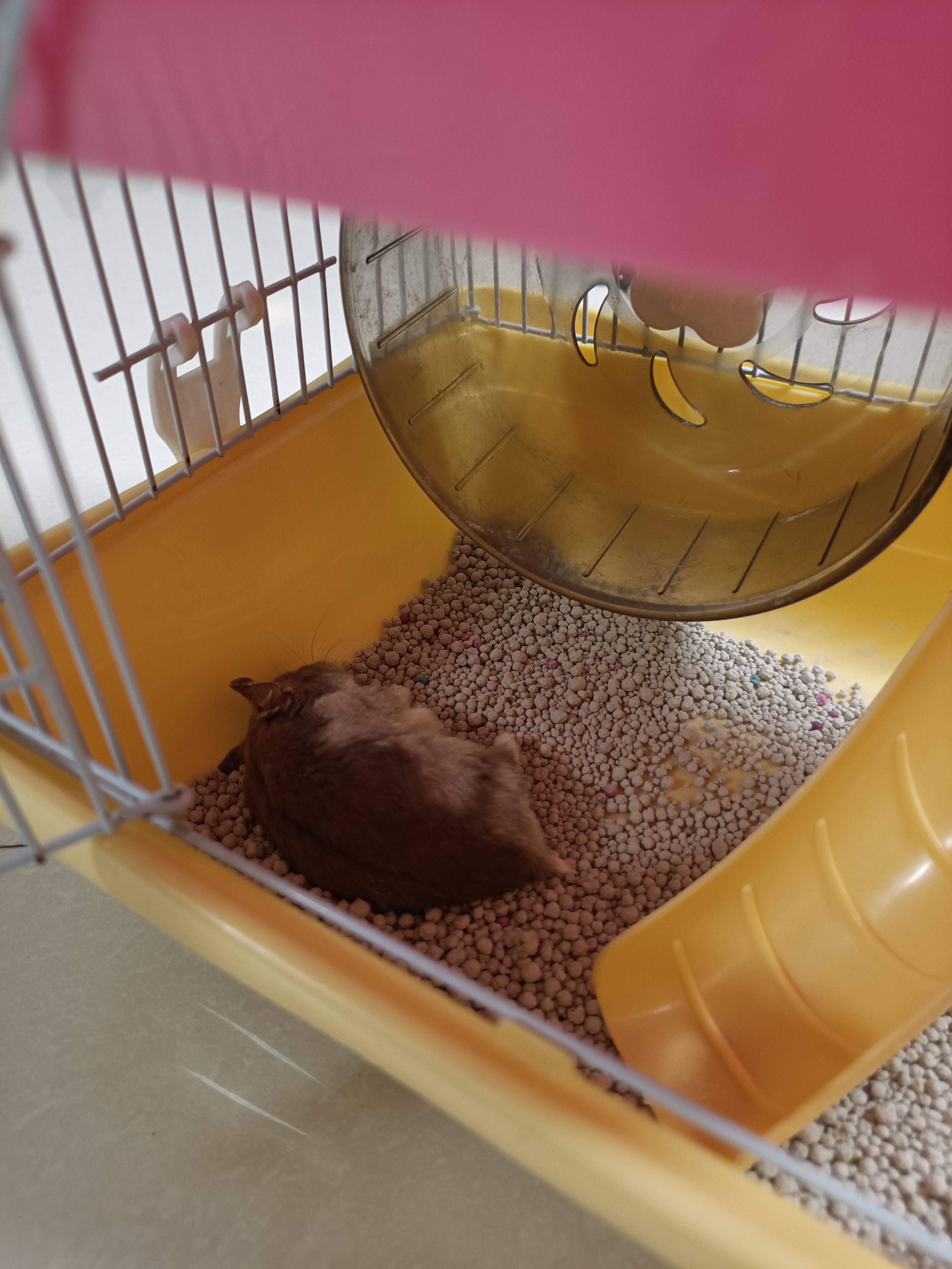 萌宠仓鼠恋爱记,仓鼠萌宠纪录片