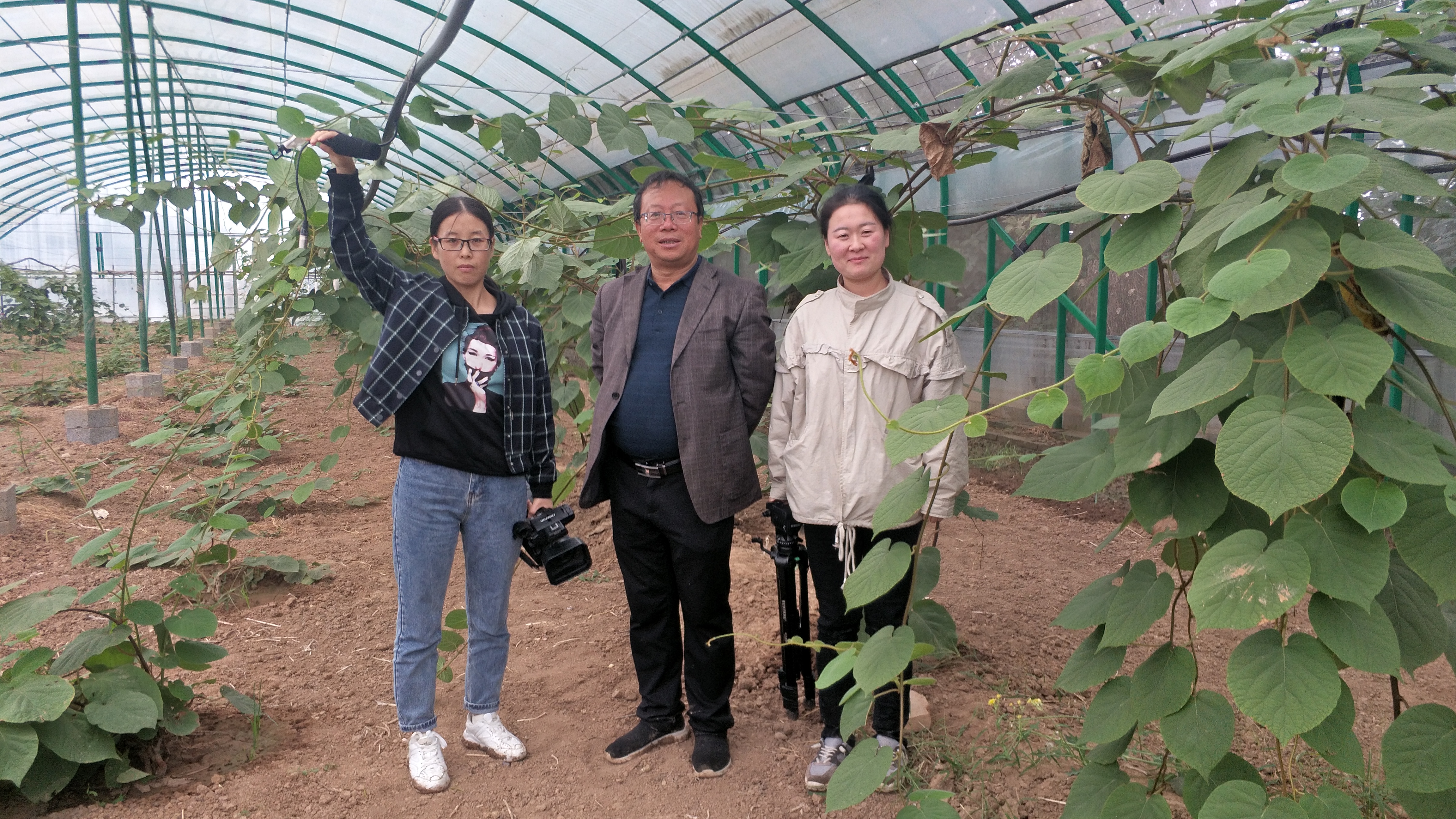 一斤猕猴桃的利润,杨凌猕猴桃