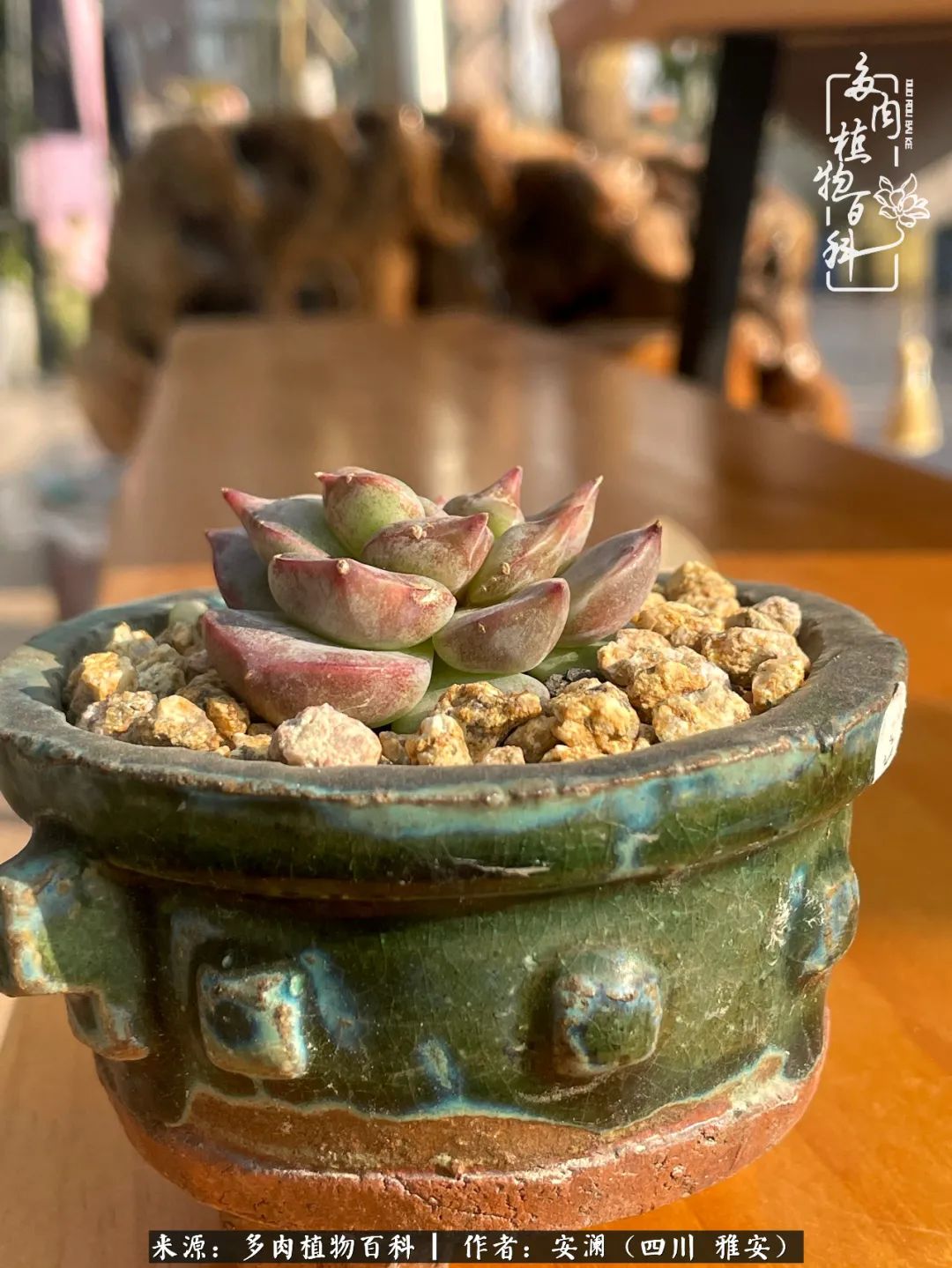 小仙女的阳台多肉,绝美多肉阳台
