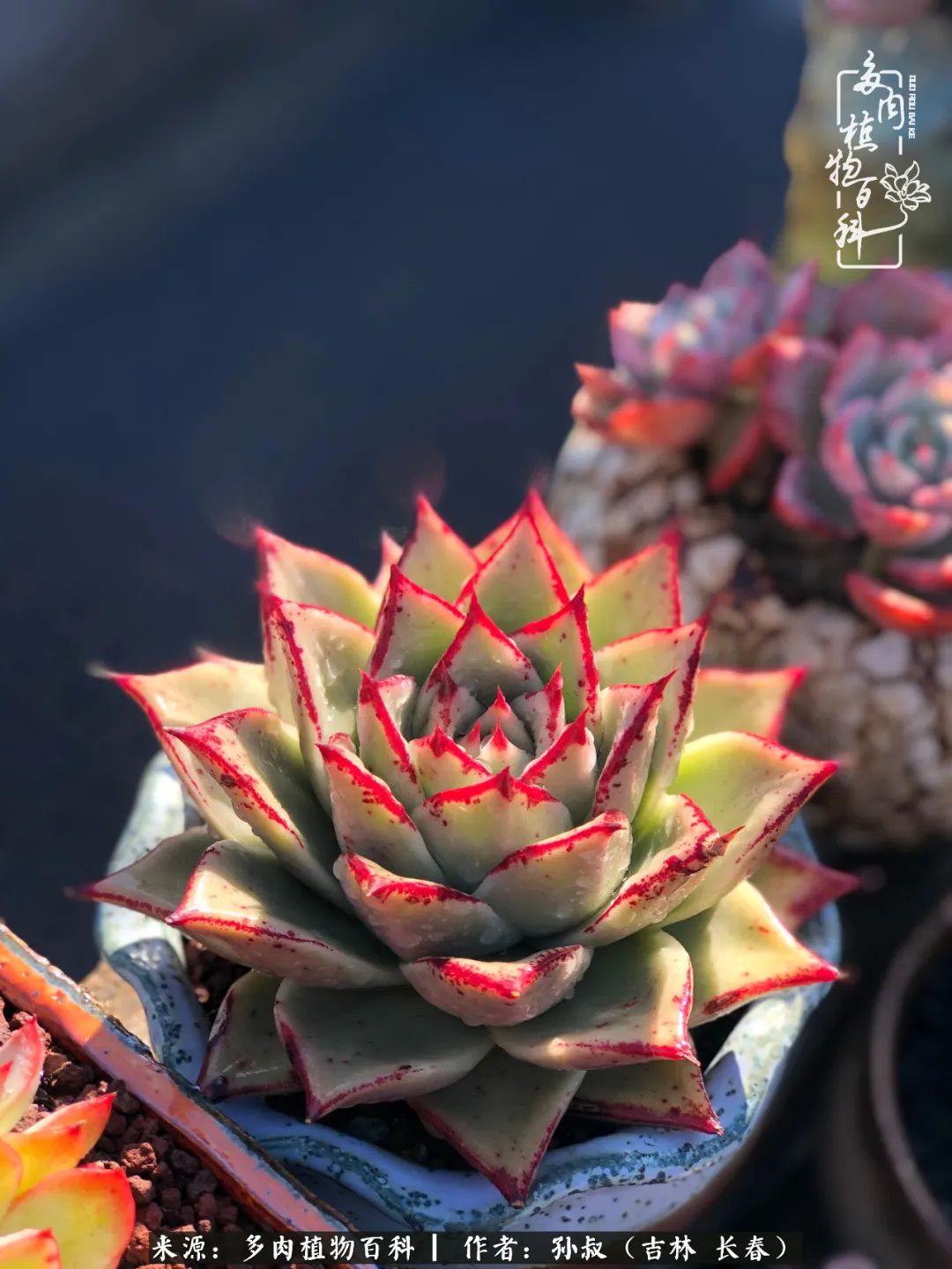 与多肉一起成长,与多肉相伴