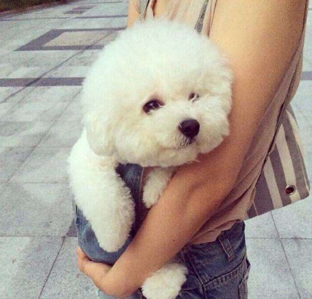 比熊这五种表现主人要注意了,狗狗比熊认可你的5个征兆