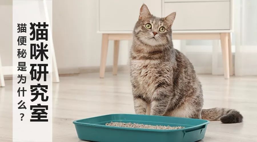 猫吃肉会便秘吗,猫便秘多久会死