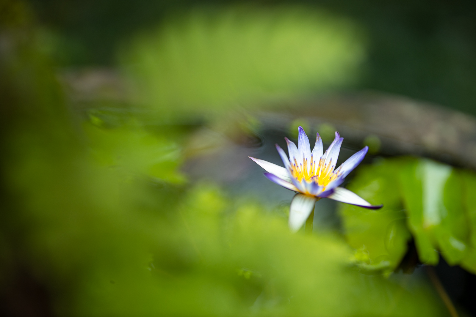 人像镜皇焦段,人像镜皇85mm1.2和1.8