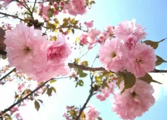 天津除了桃花堤哪里还有桃花,天津看桃花的北运河桃花堤