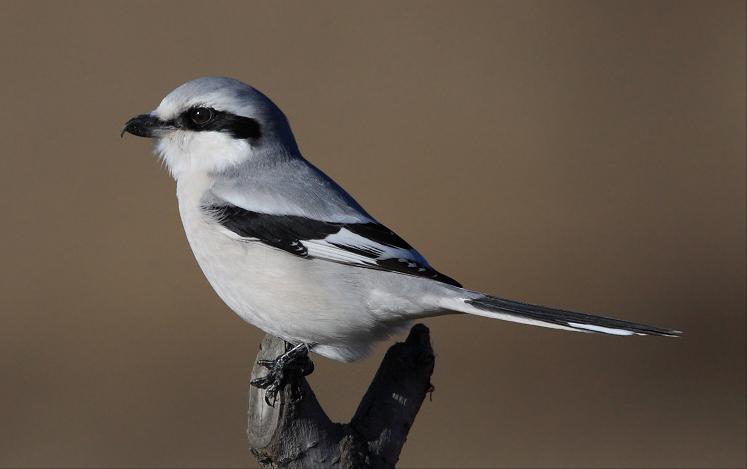 广东常见鸟类图谱和名称图文,东江揽胜鸟类