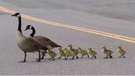 探秘|加拿大令人难以启齿的“人兽法案”？背后的故事是怎样？