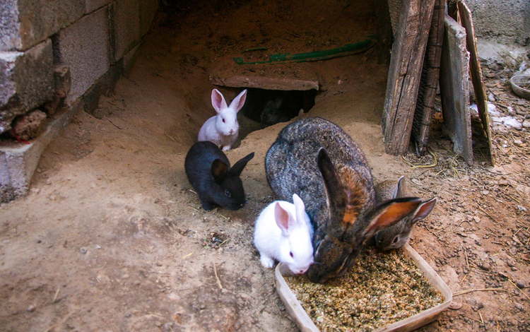 养兔技术最简单的方法,养兔高产技术视频