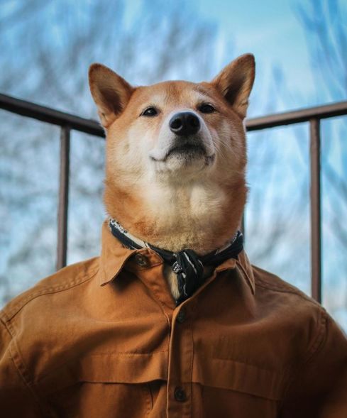 帅到各种时尚大牌求合作,它居然是条狗……你们信吗?