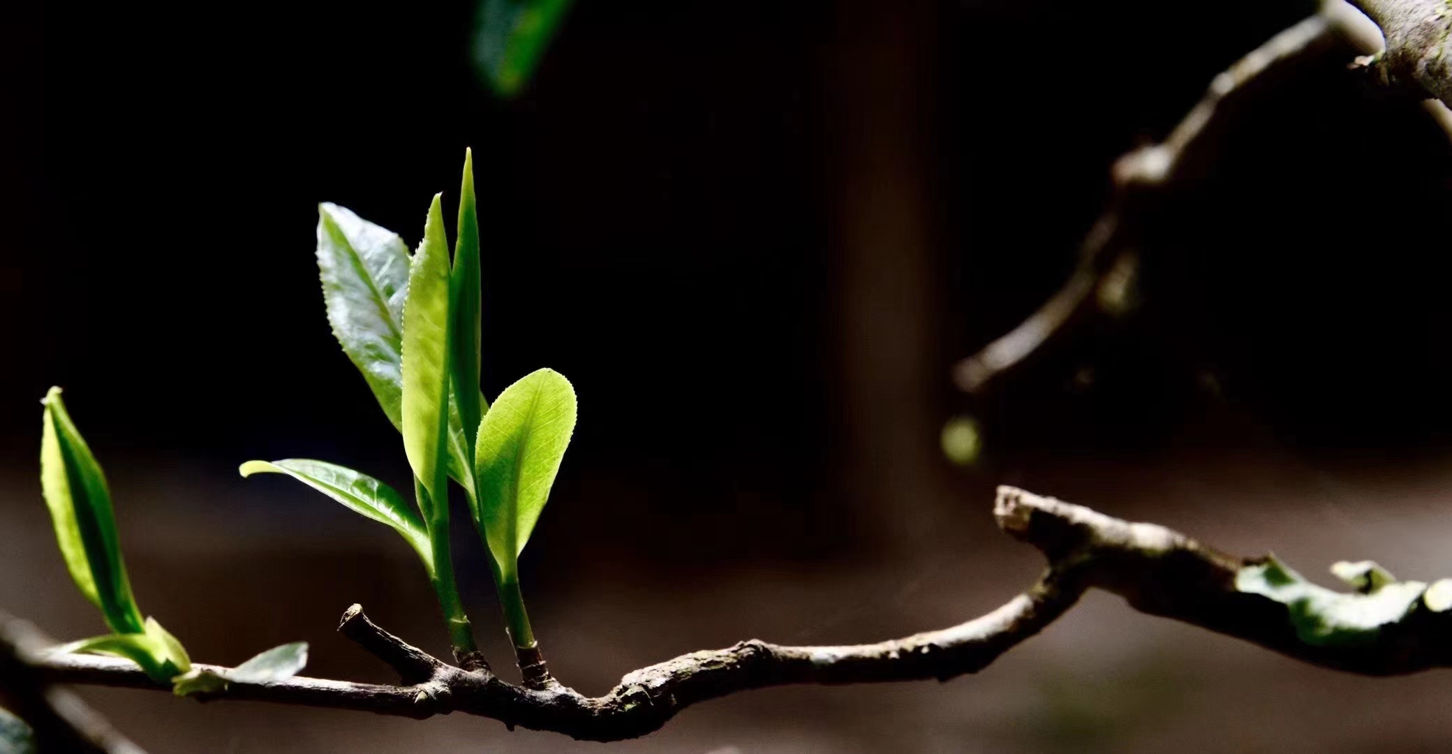 茗香醇普洱茶,茗香普洱