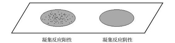 协同凝集试验原理,免疫血清的万融实验