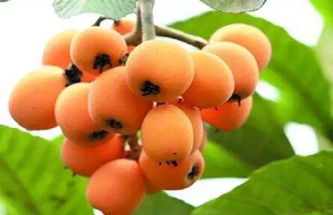 发展中的现代农业有什么商机,品牌农业引领农业高质量发展