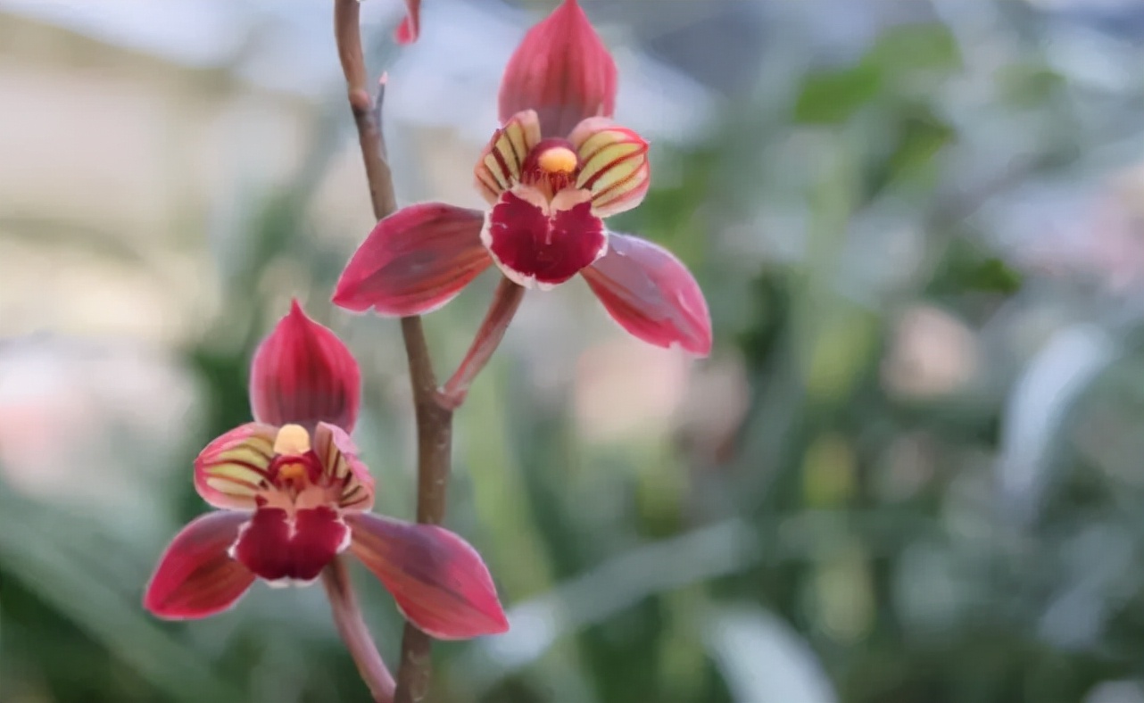 这种顶级红素，好养又好看，便宜又高雅，让人百看不厌