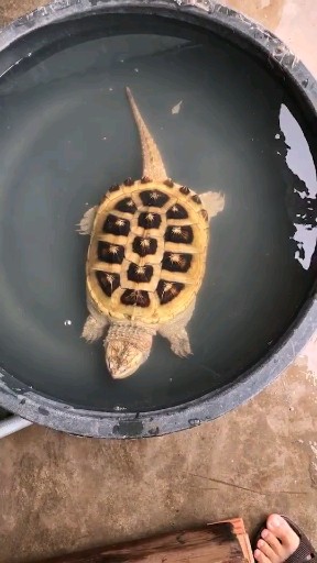 龟冬眠的注意事项视频,龟缸养龟要冬眠吗