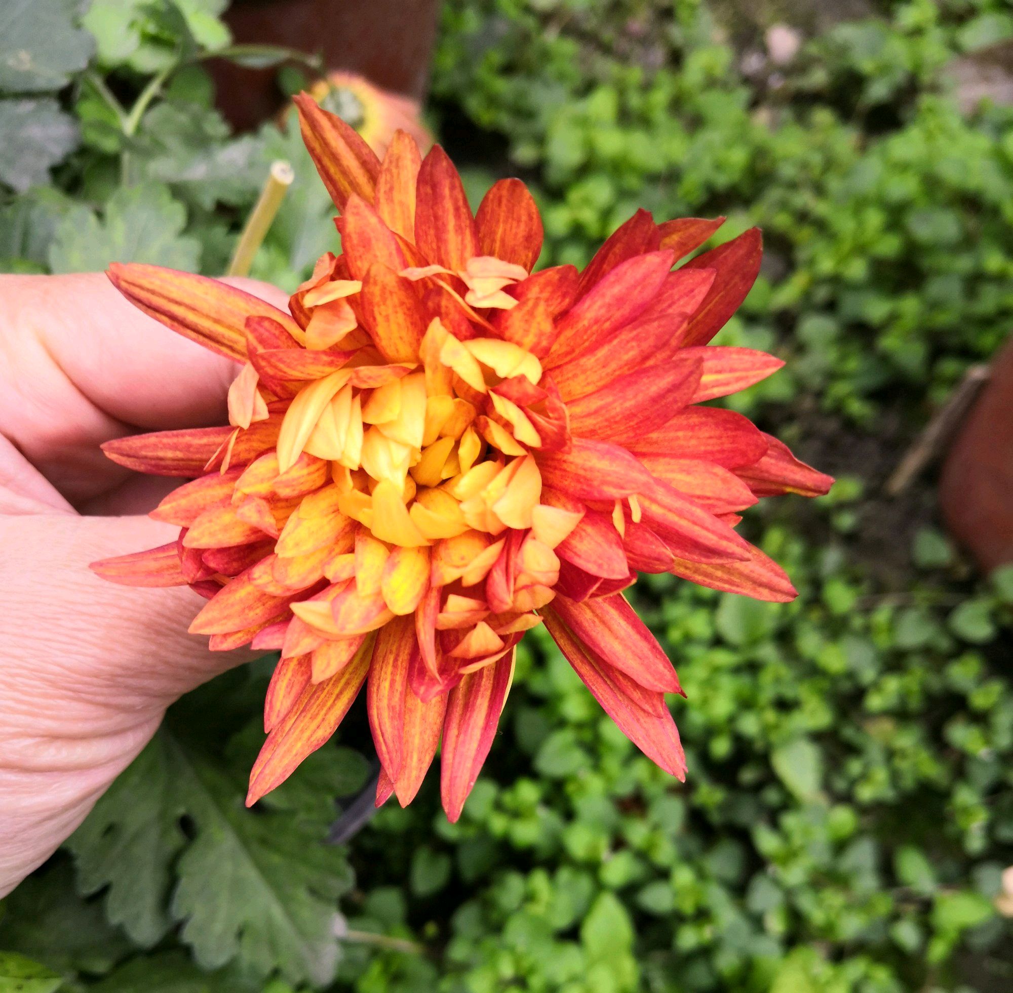 菊花叶片上很多虫怎么除,菊花开花后有虫子怎么办