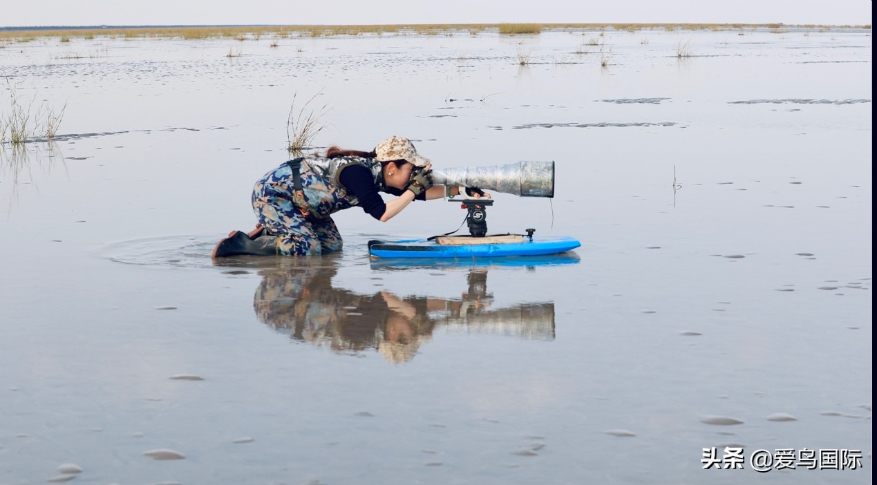 勺嘴鹬自带饭勺的小萌物,自带饭勺的勺嘴鹬