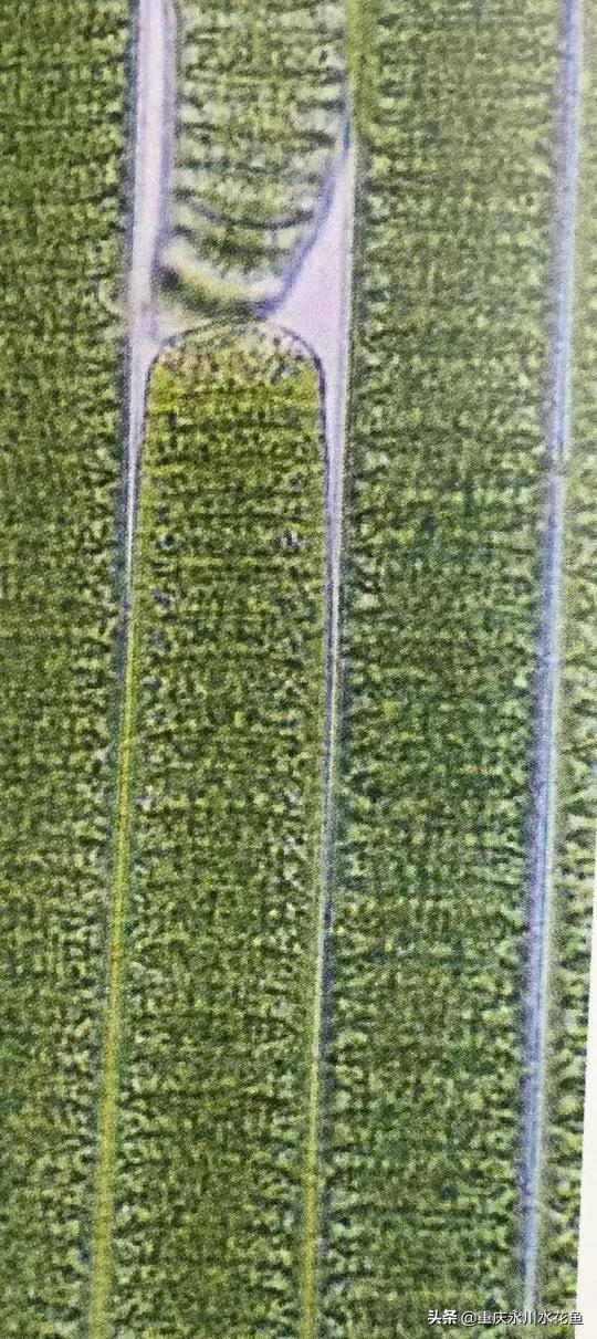 蓝藻念珠藻颤藻,蓝藻颤藻