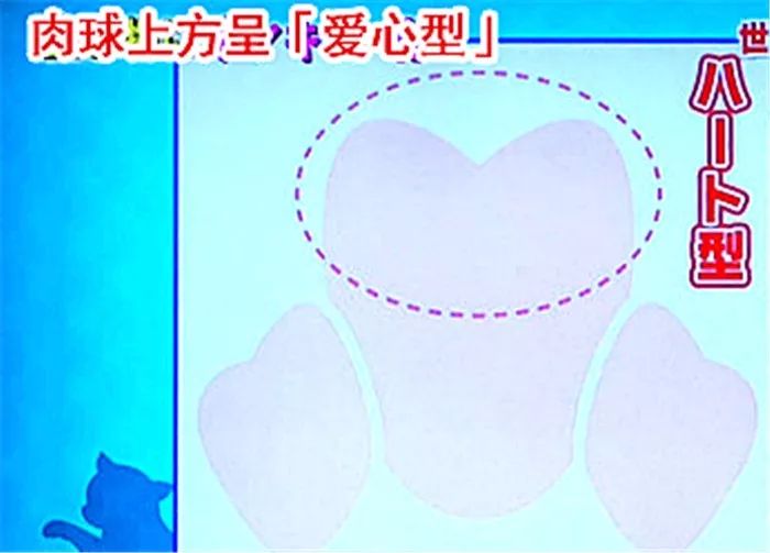 猫爪辨别猫的性格,猫咪爪垫分辨性格准确吗