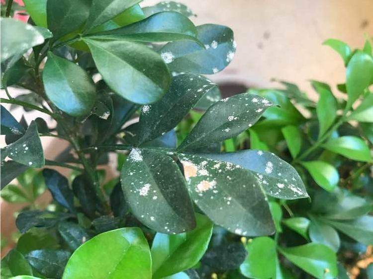 花叶子冒水珠怎么养,花叶子哗哗掉