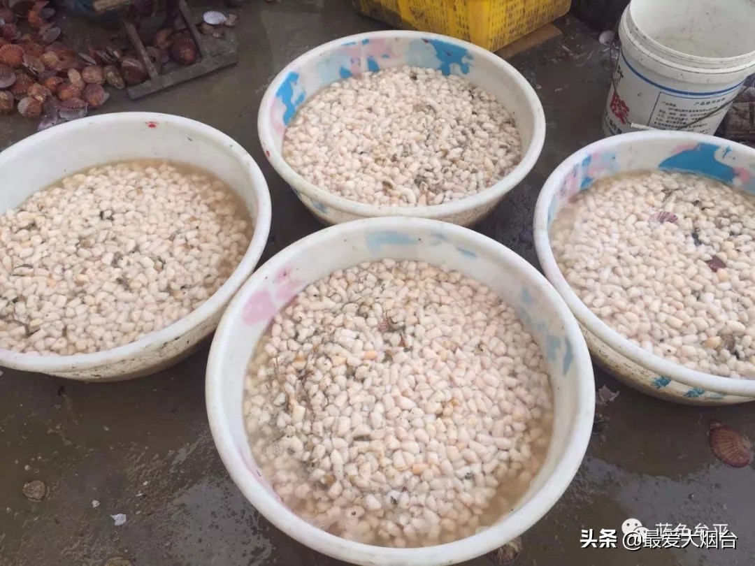 烟台扇贝养殖临时工人,烟台养殖扇贝多少利润