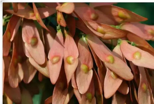 我国很多成语与植物有关,汉语成语中的植物文化