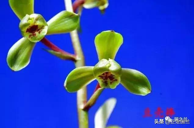 兰花知识大全100种,兰花鉴赏术语100条