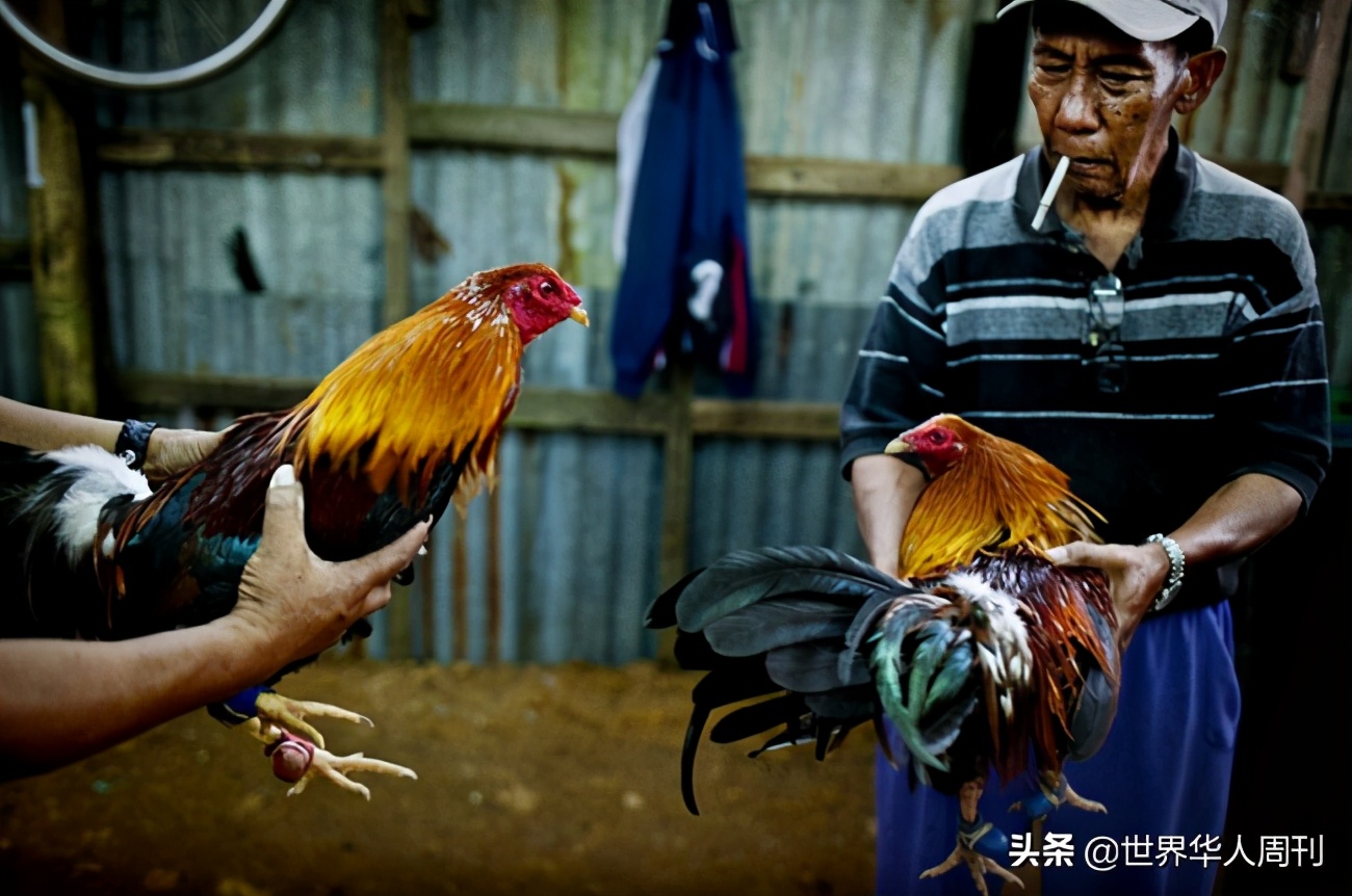 菲律宾一警察被一只公鸡杀死,斗鸡与菲律宾斗鸡打架