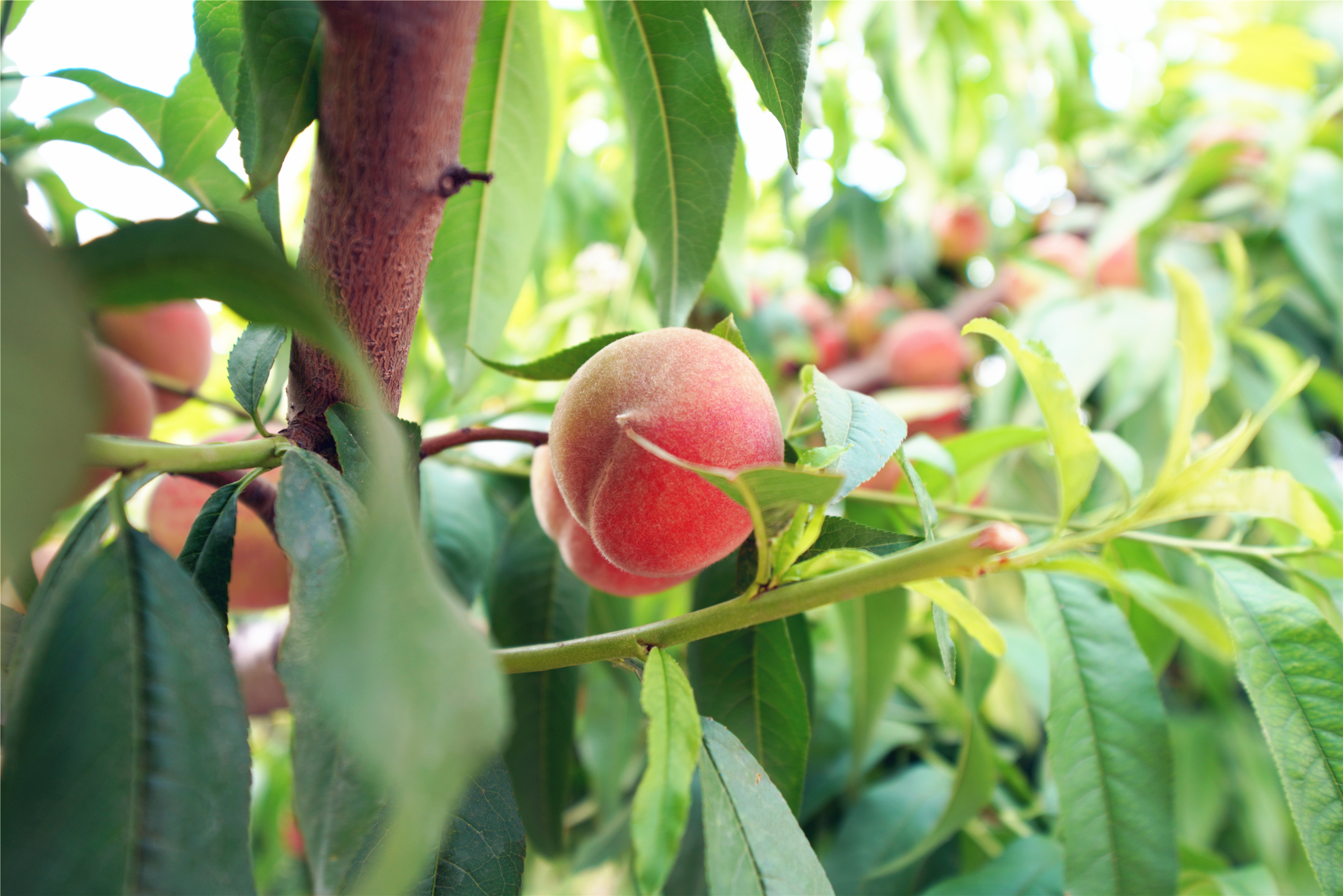 扎啤免费喝，狂欢100天仅需198元，慧灯庄园喊你盛夏尽情嗨