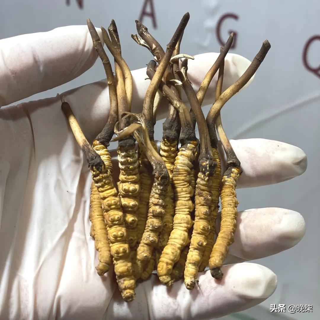 揭秘青藏高原挖虫草,探秘藏民挖虫草