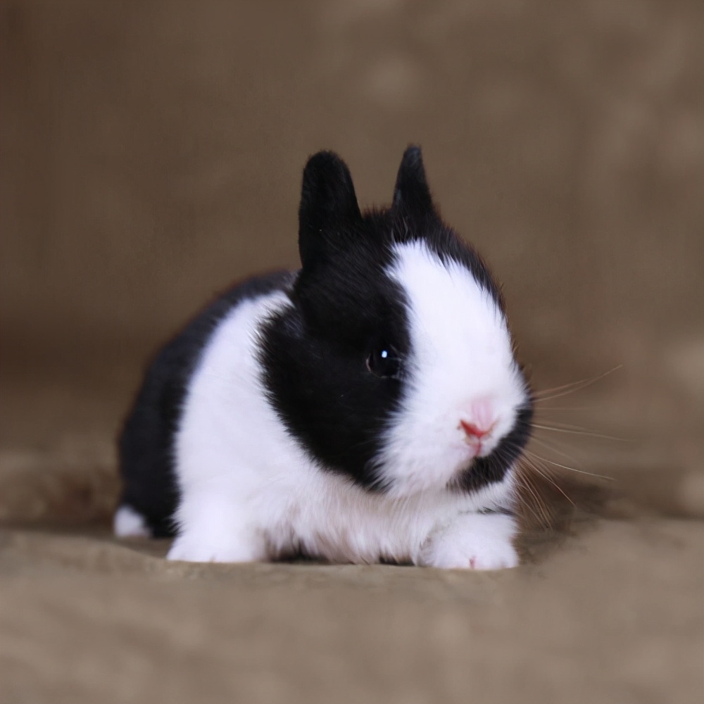 宠物兔价格一般多少钱一只图片,宠物兔最便宜多少钱一只